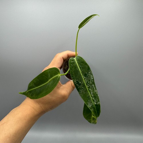Anthurium warocqueanum queen - warocqueanum,