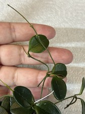 Hoya uniflora cutting with a