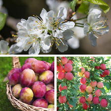 T&M Plum Victoria Prunus