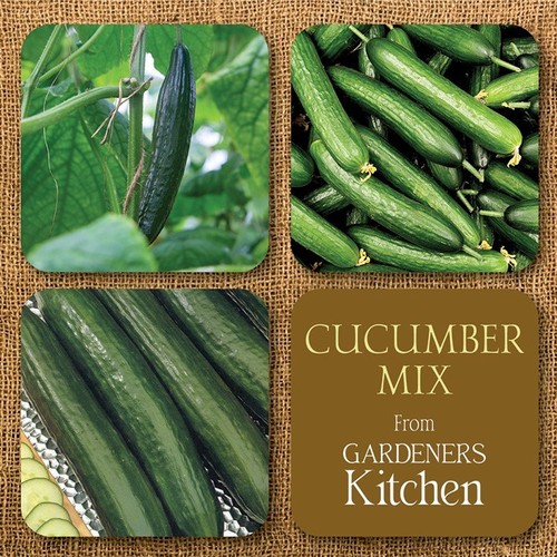 Cucumber plants mixed - cucumber, 'mixed