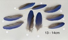 Parrot Macaw Feather Crafts