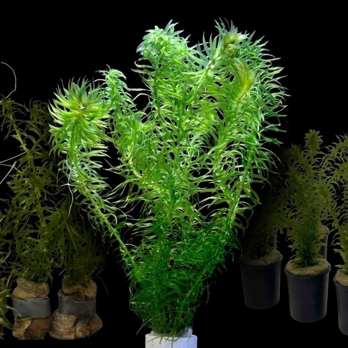 Elodea najas bunch - najas, /