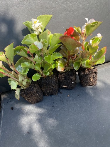 Large begonia organdy - begonia,