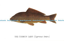 D080878 Common Carp. Cyprinus Carpio. John Brindley