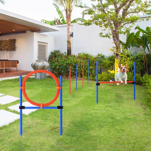 Dog agility equipment pet - dog, equipment,