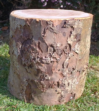 Tree stump seat log table