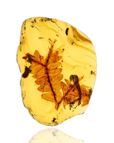 Detailed compound leaf fossil - compound,
