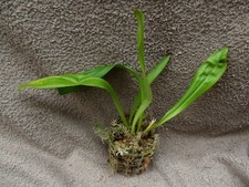 Rare Dracula hirtzii xanthina