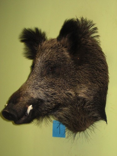 Wild boar head large - boar,