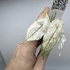 Alocasia Azlanii Variegata