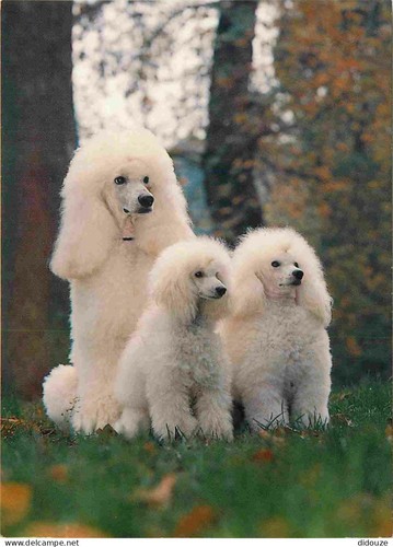Postcard animals dogs - -,