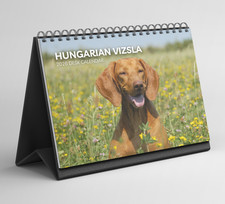 Hungarian Vizsla Desk Calendar