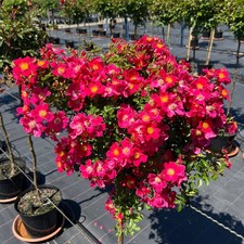 Hertfordshire - Potted Weeping Half Standard Rose -  Pink/Yellow Stamens