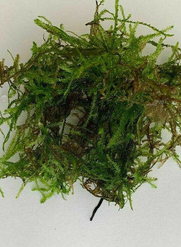 10g java moss live - 10g, aquarium