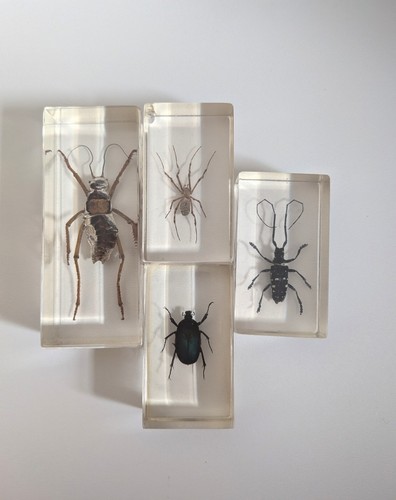 Vintage real bugs insects - vintage,