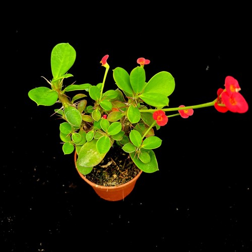 Euphorbia milii vulcanus - milii,