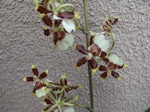 Oncidium guann shin flower - guann, `flower