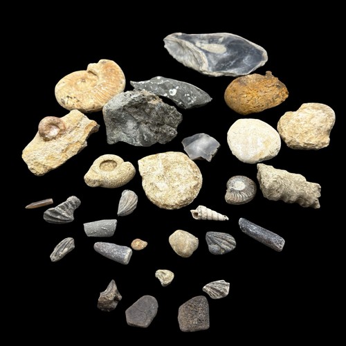 1kg british fossil mix - 1kg,