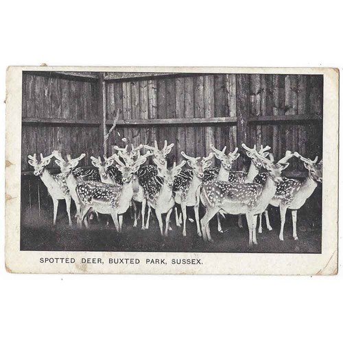 Spotted deer buxted park - deer,