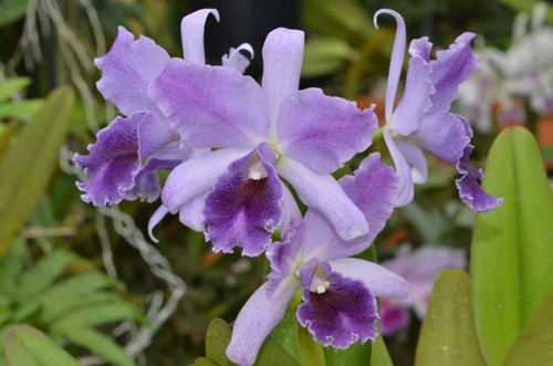 Cattleya mary elizabeth royal - mary,