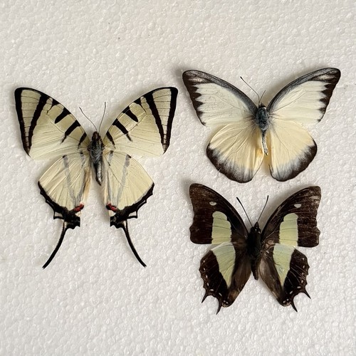 Entomology butterfly specimen - entomology,