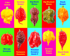 Worlds HOTTEST Chilli - 100