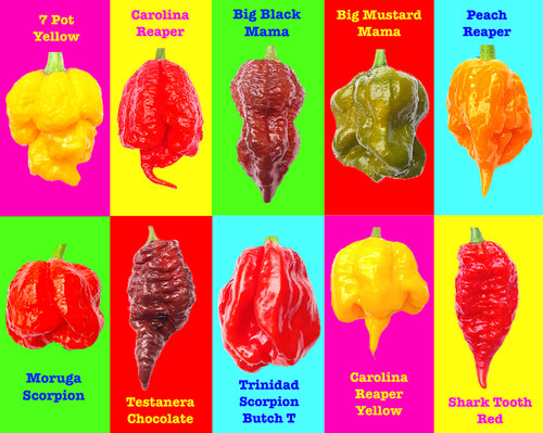 Worlds hottest chilli 100 - worlds,