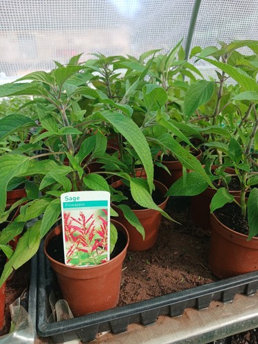 Pineapple sage 10cm pot - pineapple,
