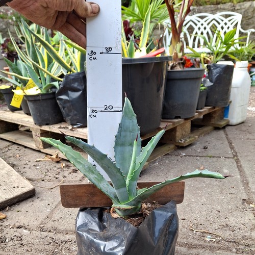 Agave americana number - americana,