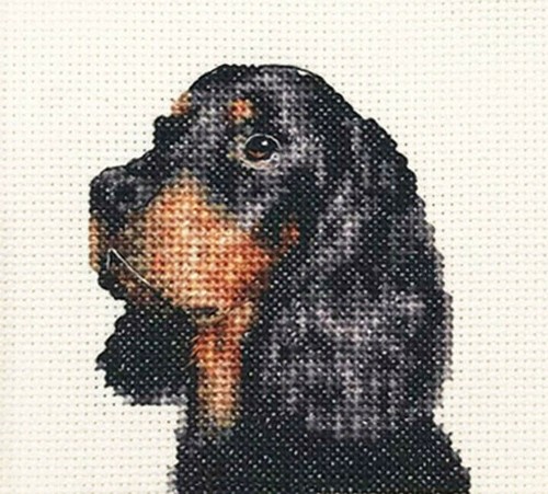 Gordon setter dog - dog, full