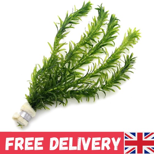 Elodea densa 1 bunch - 5,