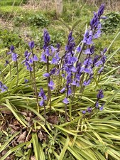 Bluebell Bulbs Garden Grown