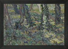 Tree trunks with ivy Framed Wall Art Poster Canvas Print Picture