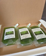 750ml Green Water - Aquarium Filter Feeder Food - Chlorella Algae Live Culture