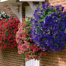 Surfinia Petunia Collection of