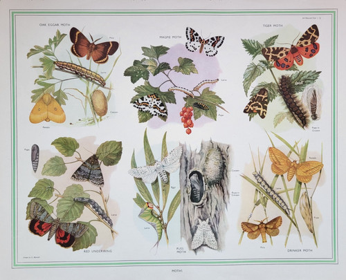 Vintage macmillan school - vintage,