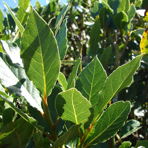 Bay tree plnat 12 - tree, 12-15