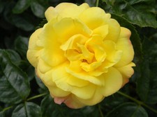 Yellow ROSE Chinatown -