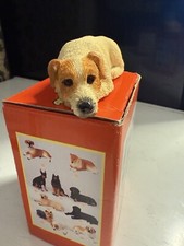Jack russell dog - jack,