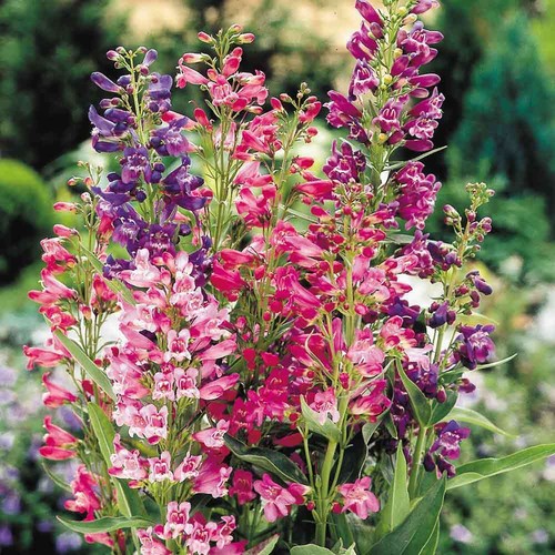 Penstemon hardy perennial - penstemon,