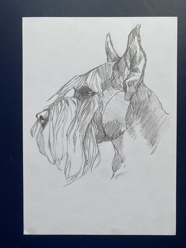 Giant schnauzer dog sketch - dog,