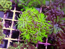 5 Head Green Purple Tipped Hammer Coral Marine Aquarium LPS Hard Coral