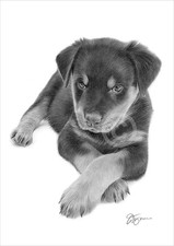 Rottweiler puppy pencil