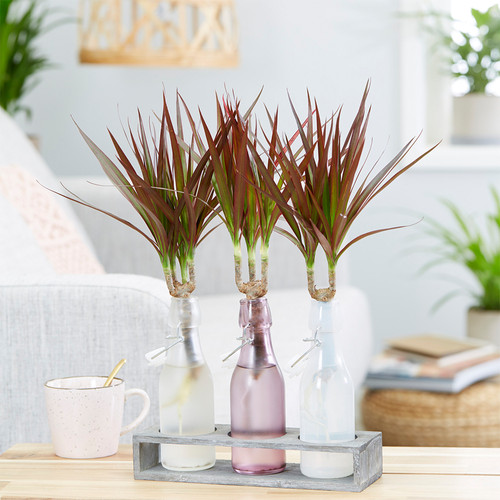 Dracaena marginata indoor - dracaena,