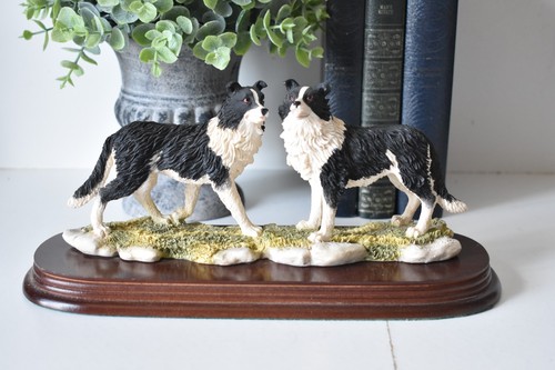 Leonardo border collies dog - border,