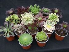 Aeonium Collection