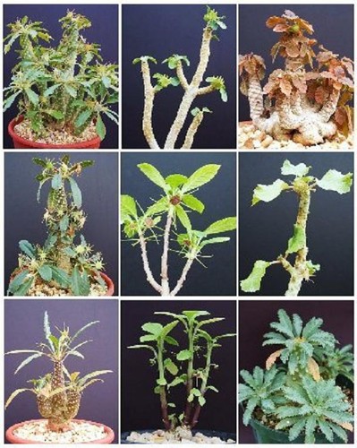 Dorstenia variety mix exotic - variety,