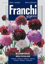 Franchi - FDBF_ 349-30 -