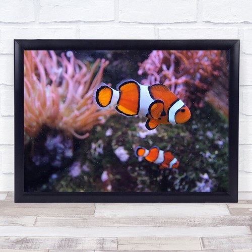 Nemo clownfish marine - clownfish, art