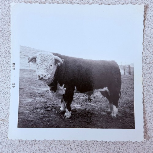 Hereford bull 1959 snapshot - hereford,